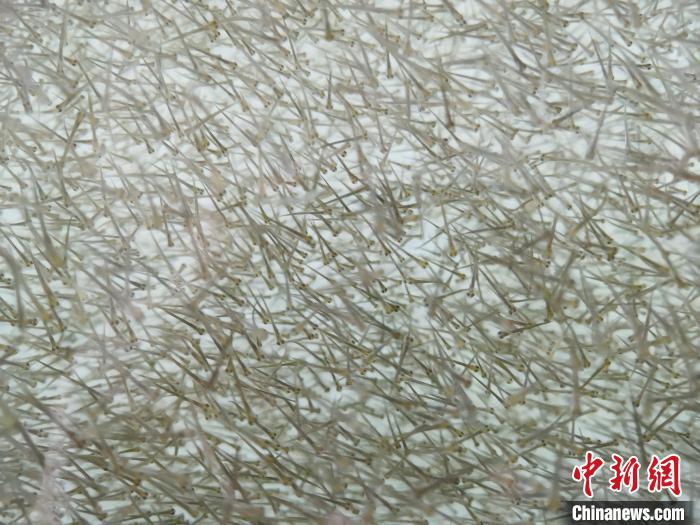 圖為密集分布的魚苗?！?zhí)砀?攝