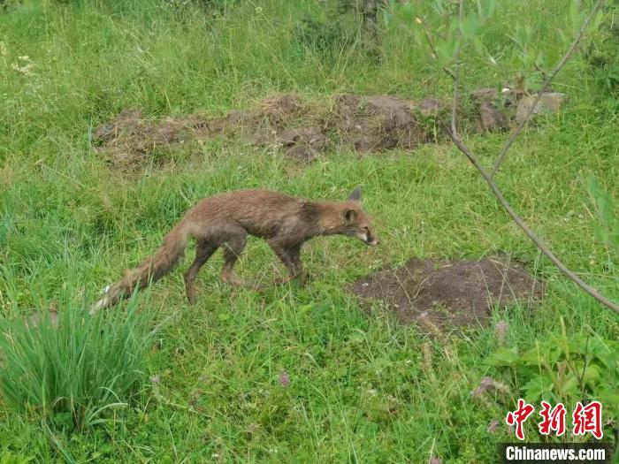 青?；ブ骄戎鷩叶壉Ｗo野生動物赤狐