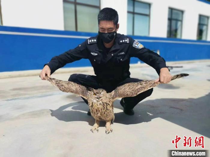 青?；ブ衤?lián)手救助國家二級保護(hù)野生動物雕鸮