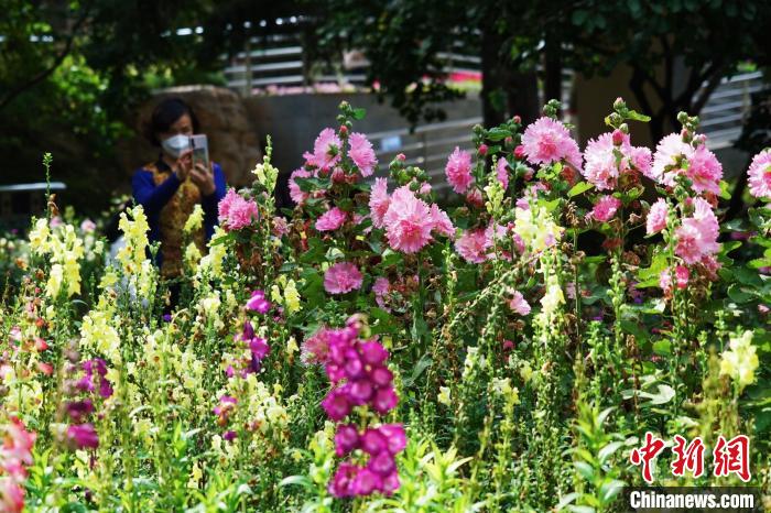 圖為市民在西寧園林植物園內(nèi)賞花拍照?！●R銘言 攝