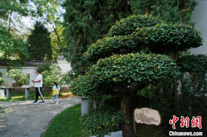 圖為在西寧園林植物園內(nèi)，造型奇特的盆景吸引市民?！●R銘言 攝