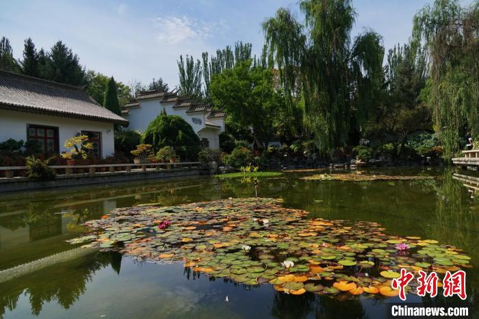 圖為西寧園林植物園秋日風(fēng)景別有韻味?！●R銘言 攝