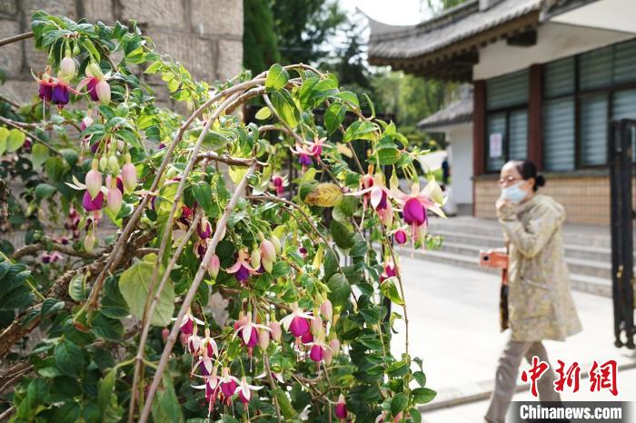 圖為市民在西寧園林植物園內(nèi)觀賞花卉?！●R銘言 攝