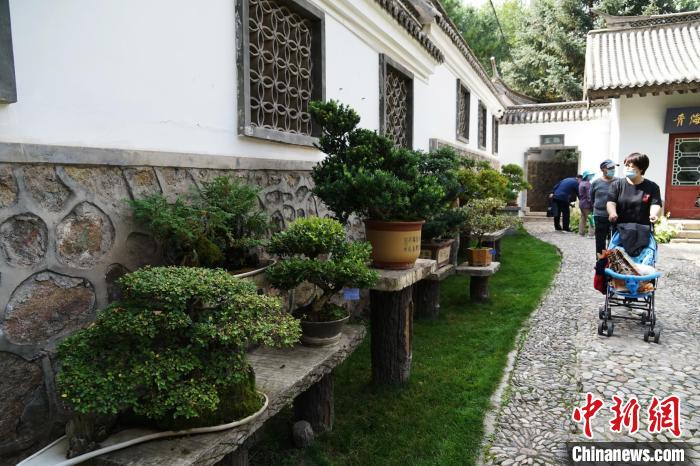 圖為市民在西寧園林植物園內(nèi)觀賞盆景。　馬銘言 攝