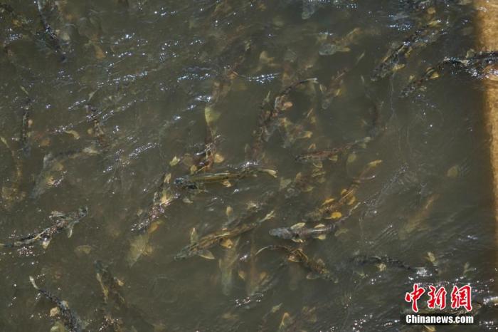 資料圖：圖為今年5月底到8月初，青海湟魚洄游產(chǎn)卵 馬銘言攝