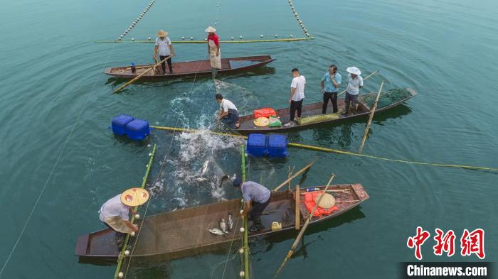 捕魚現(xiàn)場?！≈鬓k方供圖