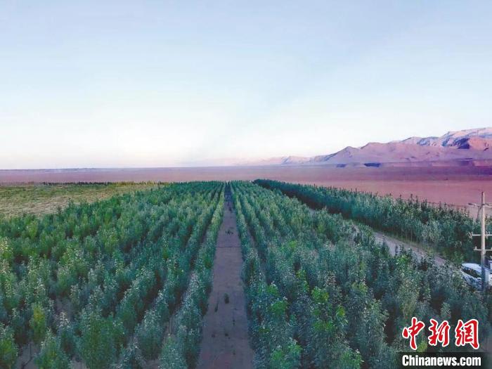 圖為格爾木境內(nèi)種植的綠樹?！「駹柲救诿襟w中心供圖