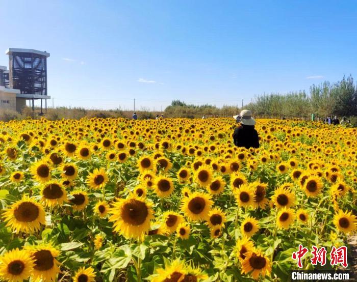 圖為格爾木境內(nèi)的向日葵花海?！「駹柲救诿襟w中心供圖