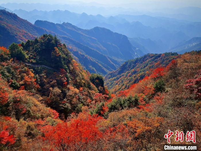 巴山大峽谷漫天紅葉?！埰?攝