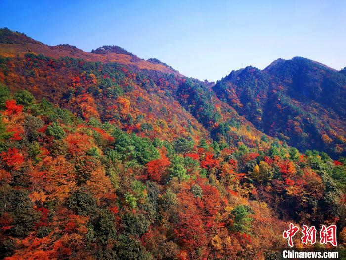 巴山大峽谷漫天紅葉。　張平 攝