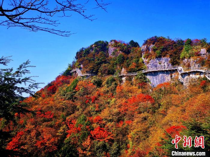 巴山大峽谷漫天紅葉?！埰?攝
