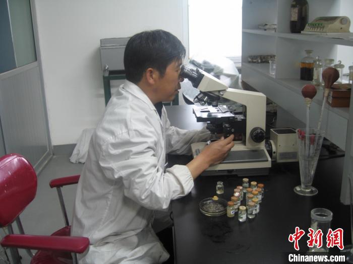 資料圖為研究團隊進行實驗室寄生蟲分類鑒定?！?青海省畜牧獸醫(yī)科學院供圖