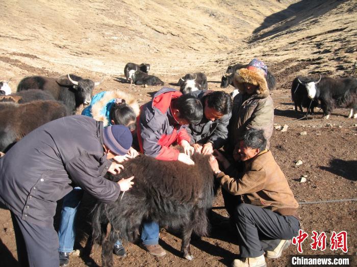 資料圖為研究團隊在青南高原地區(qū)開展了牦牛寄生蟲病流行病學和防治技術(shù)研究?！?青海省畜牧獸醫(yī)科學院供圖