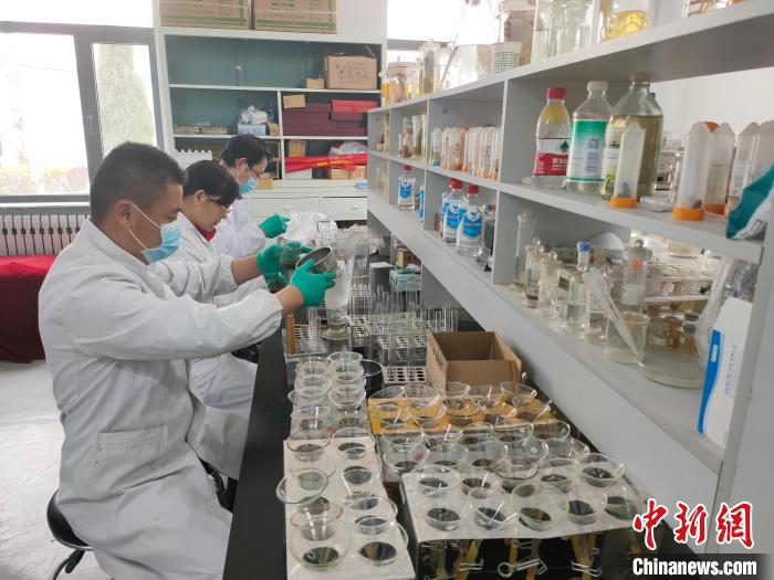 資料圖為研究團隊進行樣本檢查?！?青海省畜牧獸醫(yī)科學院供圖