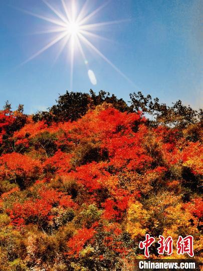 萬源市紅葉似火?！≈炱桨?攝