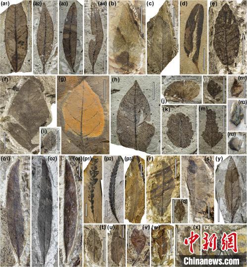 中始新世熱魯化石植物群(4500萬–4000萬年前)。　中科院青藏高原所 供圖