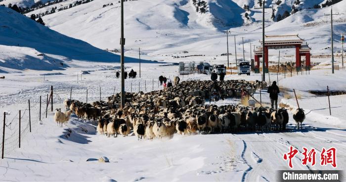 圖為村民在雪地上放牧?！《继m縣融媒體中心供圖