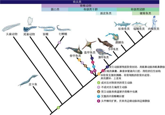 一些關(guān)鍵特征在脊索動物中的演化?！∶宪版?繪圖 攝