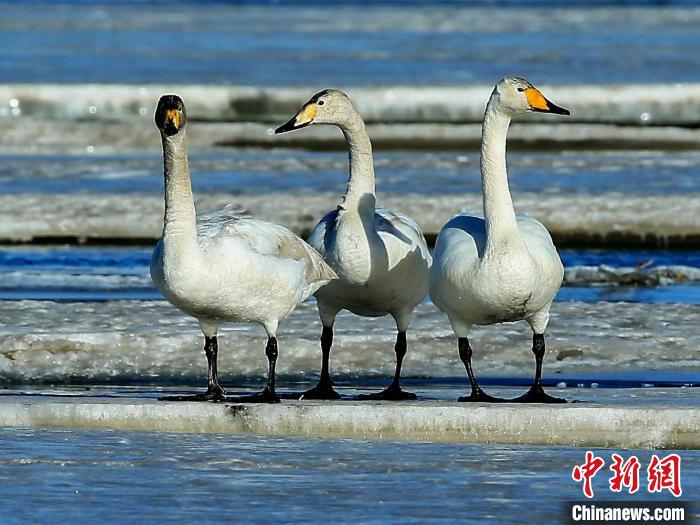 圖為三只天鵝在湖面上曬太陽(yáng)?！『螁⒔?攝