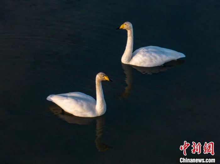 圖為兩只天鵝在湖中游蕩?！『螁⒔?攝