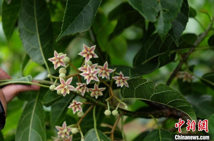 圖為古林箐近地保護(hù)的滇桐首次開(kāi)花。　李國(guó)云 攝