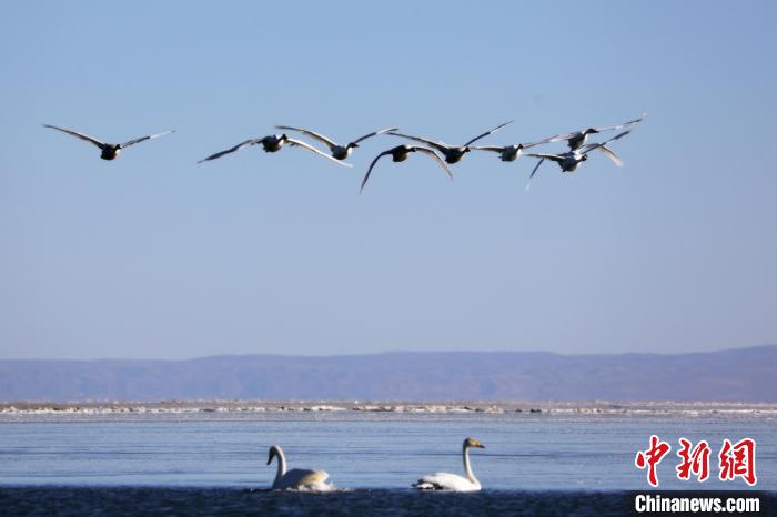 圖為大天鵝在青海湖上空飛翔?！●R怡睿 攝