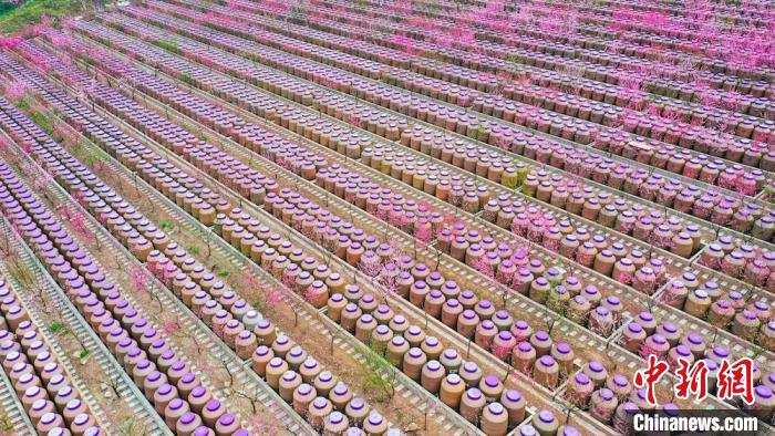 灼灼桃花惹人醉?！㈡?攝