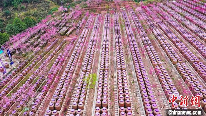 灼灼桃花惹人醉?！㈡?攝