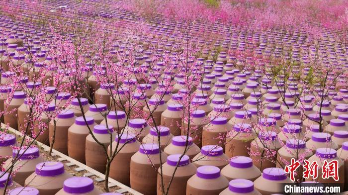 桃花和酒壇相映成趣?！∫足?攝