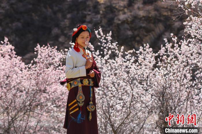 白玉縣河坡鎮(zhèn)桃花林間身穿民族服飾的藏族女孩?！“子袢诿?攝