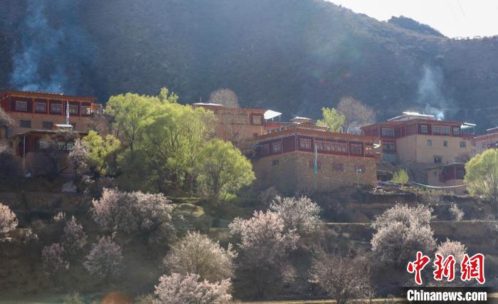 暖陽(yáng)下白玉縣河坡鎮(zhèn)正在盛開(kāi)的桃花與藏式民居。　白玉融媒 攝