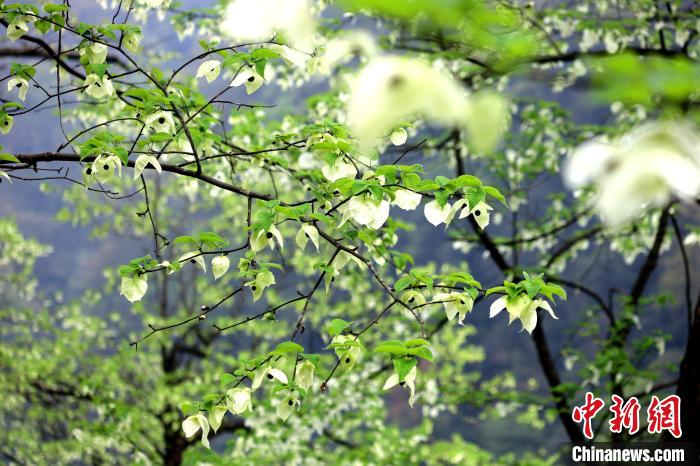 珙桐在春末夏初之際開花，花期較短?！螚?攝