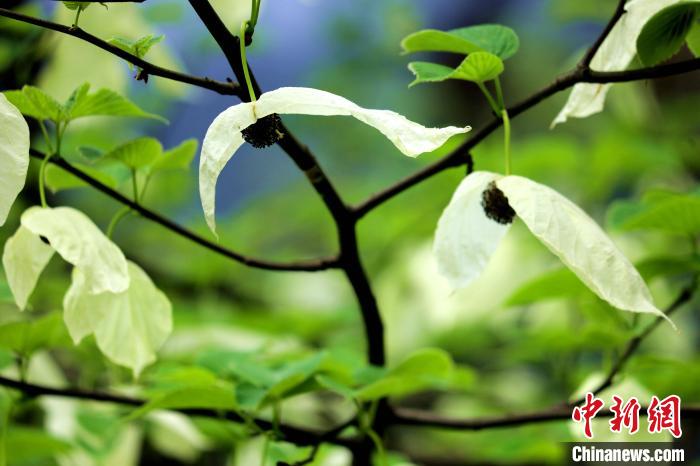 兩片潔白的花瓣隨風(fēng)搖曳就像飛翔的白鴿?！螚?攝