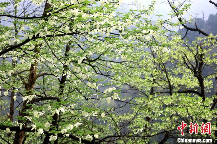 珙桐是1000萬年前新生代第三紀(jì)留下的孑遺植物，中國特有的樹種，是國家一級(jí)瀕危保護(hù)野生植物?！螚?攝