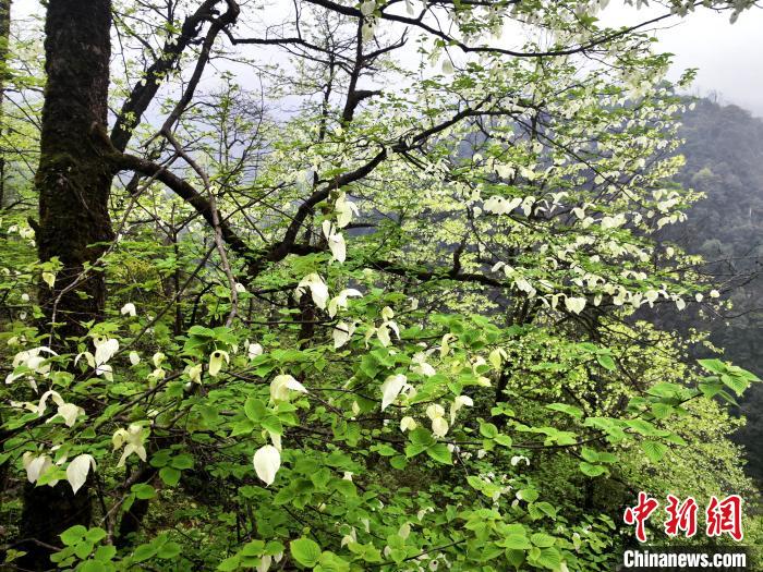 山谷兩側(cè)高大繁茂的珙桐樹。　呂楊 攝