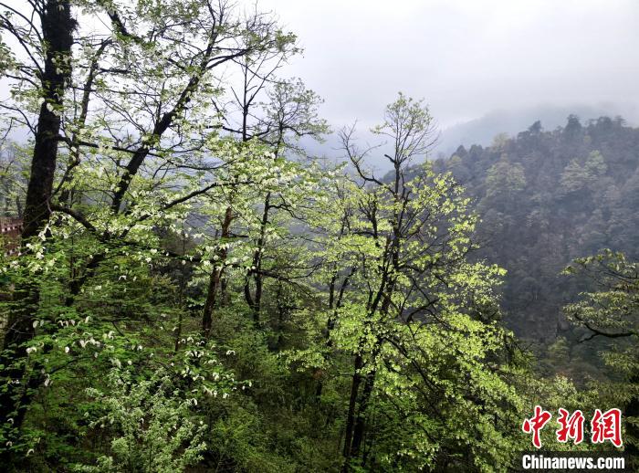珙桐花朵潔白素雅，與青山雨霧融為一體?！螚?攝