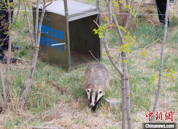 圖為西寧野生動物園救護的狗獾在西寧市放歸大自然。　馬銘言 攝