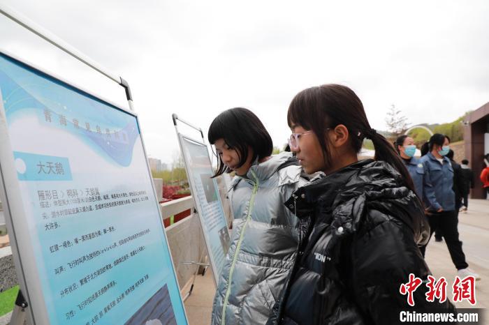 圖為學生通過展板了解青海常見鳥類?！●R銘言 攝