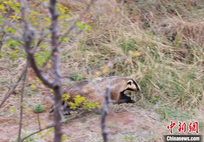 圖為西寧野生動物園救護的狗獾在西寧市放歸大自然?！●R銘言 攝