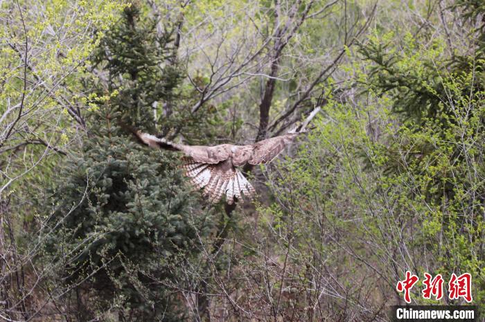 圖為西寧野生動物園救護的大鵟在西寧市放歸大自然?！●R銘言 攝