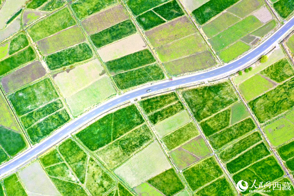 無(wú)人機(jī)視角下的西藏山南市瓊結(jié)農(nóng)田。人民網(wǎng)記者 次仁羅布攝