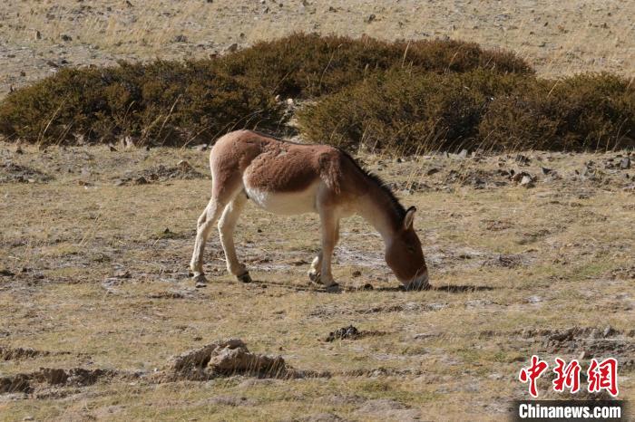 西藏阿里:219國道旁的藏野驢