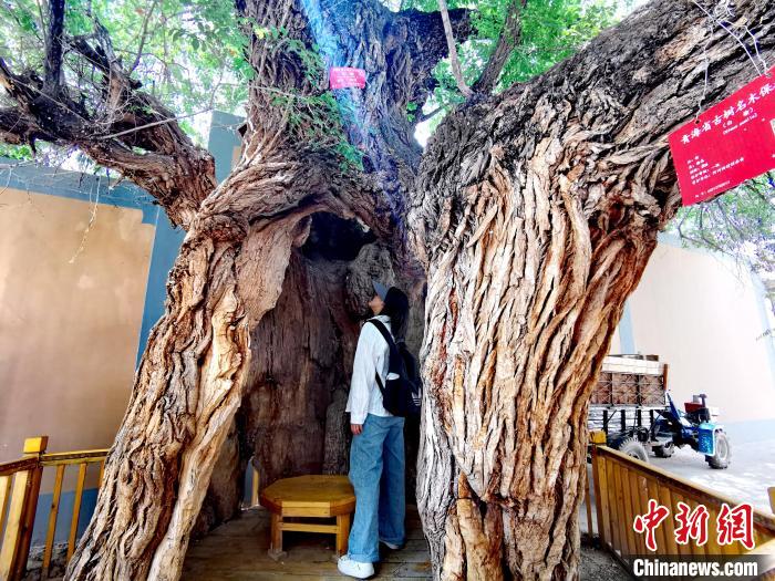 青海海東市阿河灘地質(zhì)文化村：古樹新枝、丹山碧水