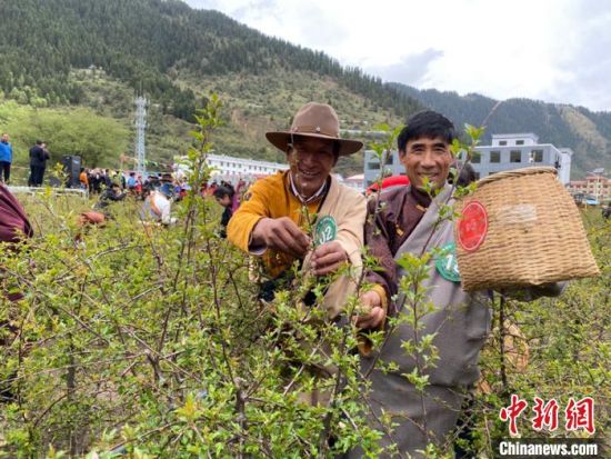 圖為當?shù)剞r(nóng)牧民進行藏雪茶采摘比賽?！⊥鮿x 攝