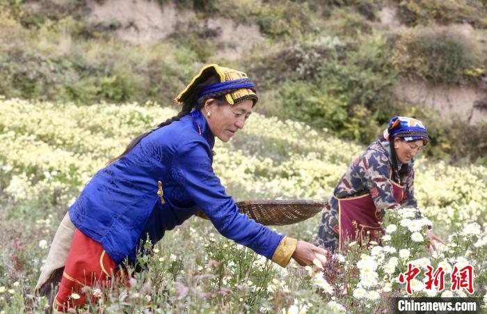 黑水村民在采摘杭白菊。桐鄉(xiāng)市宣傳部提供
