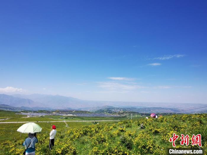 2020年07月07日拍攝于臨夏州積石山縣境內(nèi)，生態(tài)環(huán)境逐漸恢復(fù)，小黃花開遍山間。(資料圖) 殷春永 攝