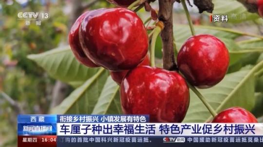 種蘑菇、養(yǎng)駱駝...。。特色產(chǎn)業(yè)助力鄉(xiāng)村振興走新路