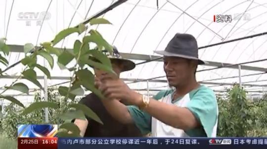 種蘑菇、養(yǎng)駱駝...。。特色產(chǎn)業(yè)助力鄉(xiāng)村振興走新路