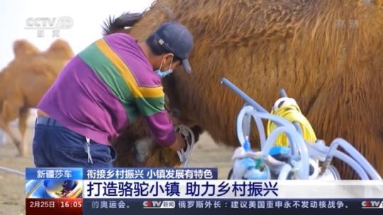 種蘑菇、養(yǎng)駱駝...。。特色產(chǎn)業(yè)助力鄉(xiāng)村振興走新路