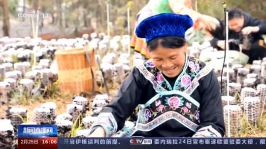 種蘑菇、養(yǎng)駱駝...。。特色產(chǎn)業(yè)助力鄉(xiāng)村振興走新路
